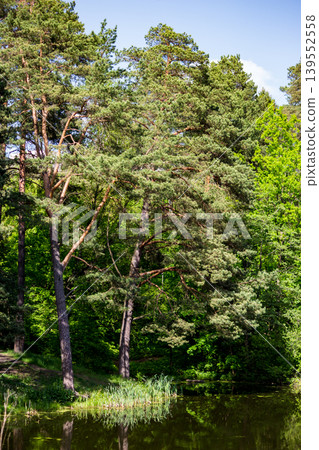 Spreading pine trees on the shore of a pond in summer, vertical view Spreading pine trees on the shore of a pond in summer, vertical view 139552558