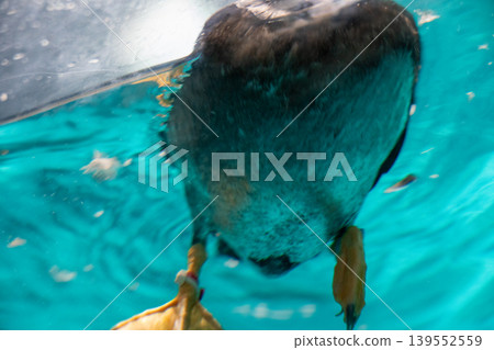 鳥兒在碧藍色的水中游泳 鳥兒在碧藍色的水中游泳 139552559