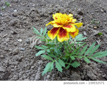 Plants, flowers, nature, leaves, green, summer, landscape, outdoors, field, horticulture, yellow, gardening, petals, green, close-up, Plants, flowers, nature, leaves, green, summer, landscape, outdoors, field, horticulture, yellow, gardening, petals, green, close-up, 139552571