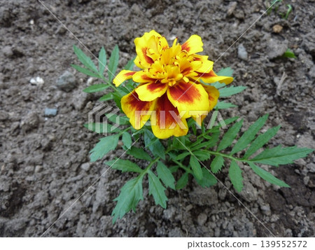 Plants, flowers, nature, leaves, green, summer, landscape, outdoors, field, horticulture, yellow, gardening, petals, green, close-up, Plants, flowers, nature, leaves, green, summer, landscape, outdoors, field, horticulture, yellow, gardening, petals, green, close-up, 139552572