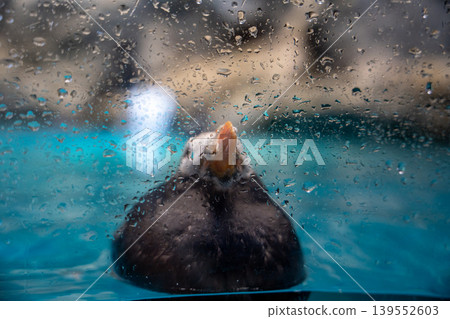 Waterfowl seen through water droplets on glass Waterfowl seen through water droplets on glass 139552603