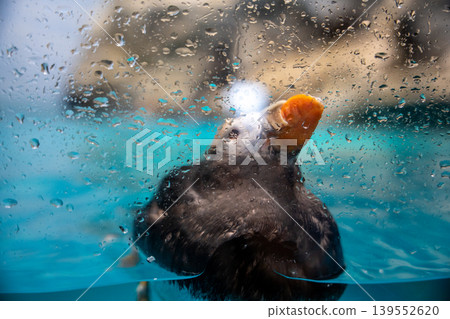 Puffin seen through a water droplet Puffin seen through a water droplet 139552620