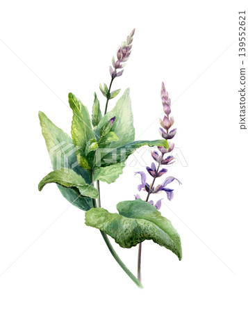 Sage herb plant watercolor illustration. Salvia officinalis branch with purple flowers and green leaves for pharmaceutical oral care packaging, herbal tea label, organic spice and aroma design Sage herb plant watercolor illustration. Salvia officinalis branch with purple flowers and green leaves for pharmaceutical oral care packaging, herbal tea label, organic spice and aroma design 139552621