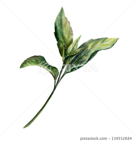 Fresh peppermint sprig in botanical watercolor style. Medicinal mentha herb branch for pharmaceutical syrup packaging, apothecary herbal tea label, organic medicine design and cosmetic branding Fresh peppermint sprig in botanical watercolor style. Medicinal mentha herb branch for pharmaceutical syrup packaging, apothecary herbal tea label, organic medicine design and cosmetic branding 139552684