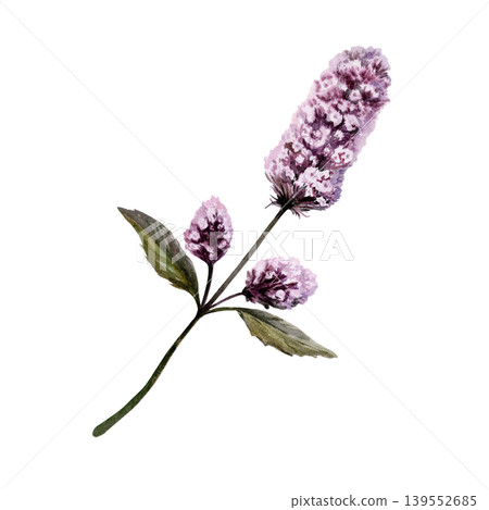Peppermint flower sprig in botanical watercolor style. Medicinal mentha herb for pharmaceutical cough syrup packaging, apothecary herbal tea label, organic medicine design and cosmetic branding Peppermint flower sprig in botanical watercolor style. Medicinal mentha herb for pharmaceutical cough syrup packaging, apothecary herbal tea label, organic medicine design and cosmetic branding 139552685