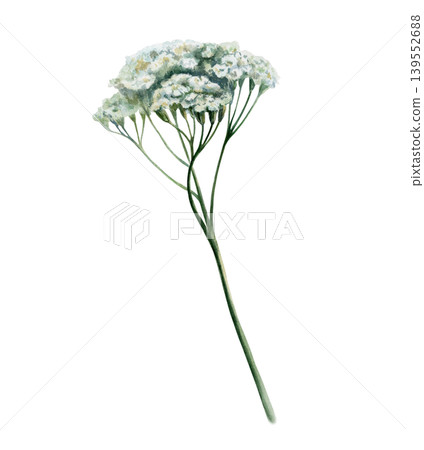 Yarrow plant with stem in watercolor. White achillea millefolium for organic healthcare packaging, herbal tincture label, female wellness branding and botanical medicinal pharmacy clipart art Yarrow plant with stem in watercolor. White achillea millefolium for organic healthcare packaging, herbal tincture label, female wellness branding and botanical medicinal pharmacy clipart art 139552688