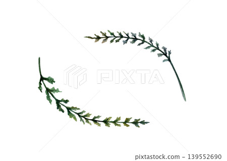Yarrow leaves set in realistic watercolor. Green achillea millefolium foliage for organic skincare packaging, herbal tincture label, medicinal plant branding and botanical pharmacy clipart art Yarrow leaves set in realistic watercolor. Green achillea millefolium foliage for organic skincare packaging, herbal tincture label, medicinal plant branding and botanical pharmacy clipart art 139552690