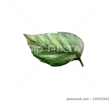 Peppermint leaf in botanical watercolor style. Fresh medicinal mentha foliage for pharmaceutical syrup packaging, apothecary herbal tea label, organic remedy design and natural skincare graphics Peppermint leaf in botanical watercolor style. Fresh medicinal mentha foliage for pharmaceutical syrup packaging, apothecary herbal tea label, organic remedy design and natural skincare graphics 139552691