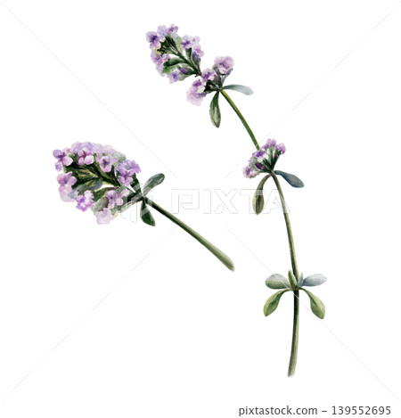 Thyme flowers and sprigs in watercolor. Purple thymus vulgaris for organic cough syrup packaging, herbal tea label design, holistic wellness branding and botanical medicinal pharmacy clipart art 139552695