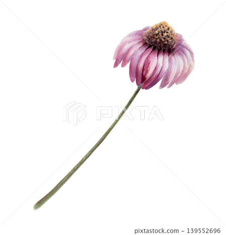 Echinacea purpurea plant in watercolor. Medicinal coneflower with stem for organic immunity tincture packaging, herbal extract label design, holistic medicine branding and botanical pharmacy art Echinacea purpurea plant in watercolor. Medicinal coneflower with stem for organic immunity tincture packaging, herbal extract label design, holistic medicine branding and botanical pharmacy art 139552696