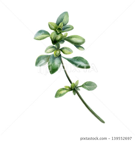 Thyme sprig in watercolor illustration. Green thymus vulgaris for organic cough syrup packaging, herbal antiseptic label design, holistic medicine branding and botanical apothecary clipart art 139552697