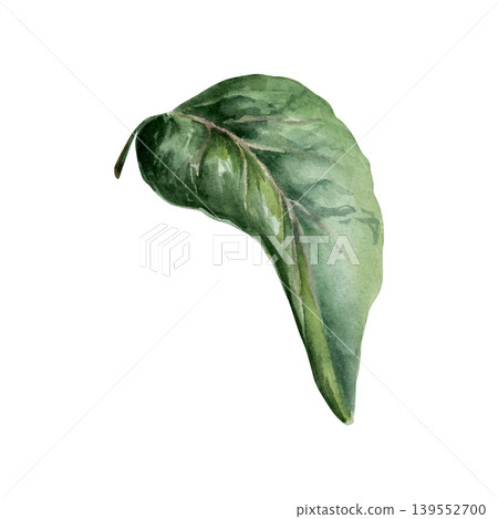 Echinacea leaf in realistic watercolor. Green medicinal coneflower foliage for organic supplement packaging, herbal remedy label design, natural pharmacy branding and botanical apothecary art Echinacea leaf in realistic watercolor. Green medicinal coneflower foliage for organic supplement packaging, herbal remedy label design, natural pharmacy branding and botanical apothecary art 139552700