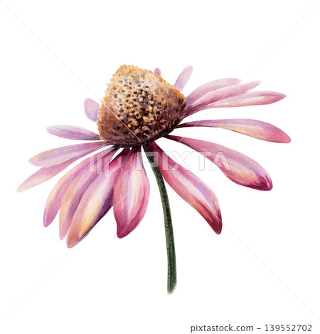 Echinacea flower head in realistic watercolor. Pink coneflower for immune system supplement packaging, cold remedy syrup label, organic homeopathic medicine branding and botanical apothecary art Echinacea flower head in realistic watercolor. Pink coneflower for immune system supplement packaging, cold remedy syrup label, organic homeopathic medicine branding and botanical apothecary art 139552702