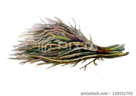 Licorice root bundle in watercolor. Dried medicinal liquorice herbs for organic cough syrup packaging, pharmacy tincture label design, homeopathy supplement branding and botanical apothecary art Licorice root bundle in watercolor. Dried medicinal liquorice herbs for organic cough syrup packaging, pharmacy tincture label design, homeopathy supplement branding and botanical apothecary art 139552705