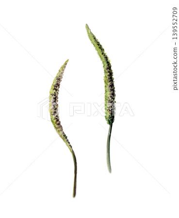 Plantain flower spikes in watercolor. Medicinal plantago herb for organic cough syrup packaging, herbal remedy label design, homeopathic supplement branding and botanical apothecary graphics Plantain flower spikes in watercolor. Medicinal plantago herb for organic cough syrup packaging, herbal remedy label design, homeopathic supplement branding and botanical apothecary graphics 139552709