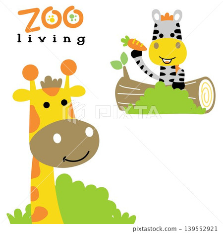 Funny zebra holding carrot with giraffe, vector cartoon illustration Funny zebra holding carrot with giraffe, vector cartoon illustration 139552921