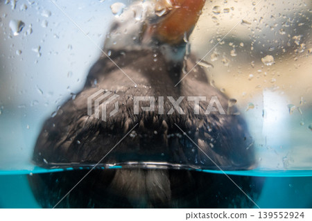 海鸚和魚缸裡的水滴 海鸚和魚缸裡的水滴 139552924