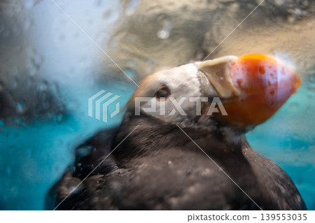 A puffin gazing through a water droplet. A puffin gazing through a water droplet. 139553035