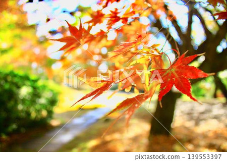 Momiji in early autumn Momiji in early autumn 139553397