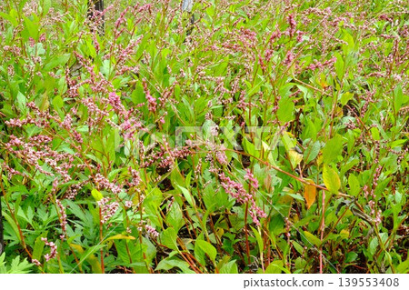 [Kanagawa Prefecture] Indigo flower clusters 139553408