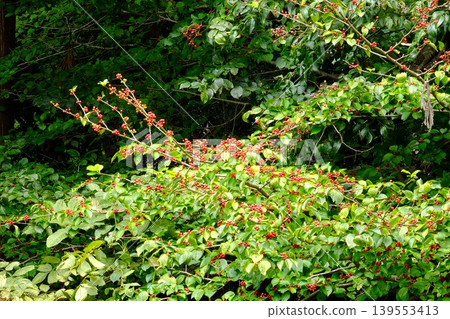 【神奈川縣】日本冬青（Ilex crenata）的紅色漿果 139553413