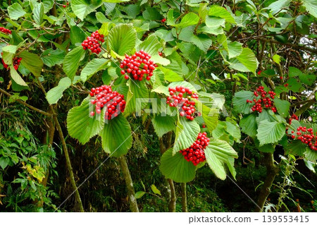 【神奈川縣】一棵結著紅色漿果的莢蒾樹 【神奈川縣】一棵結著紅色漿果的莢蒾樹 139553415