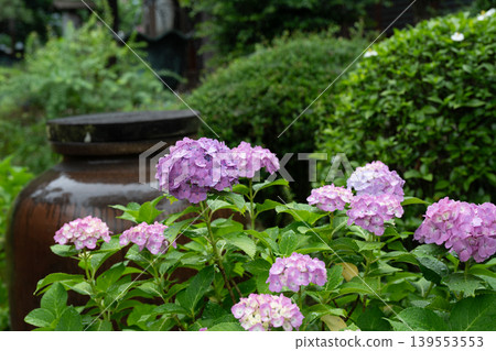 Rainy season sky, hydrangeas Rainy season sky, hydrangeas 139553553