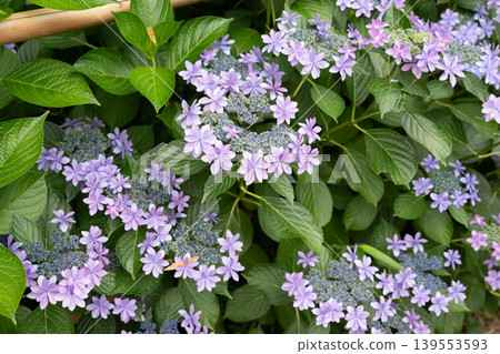 Rainy season sky, hydrangeas Rainy season sky, hydrangeas 139553593