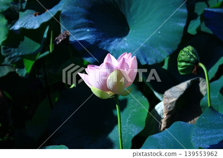 在早晨太陽照亮的蓮花 在早晨太陽照亮的蓮花 139553962