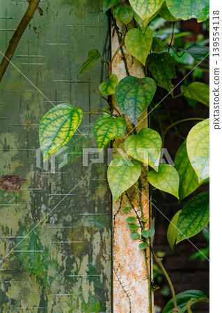 Vine Climbing Abandoned Mossy Patterned Glass Window in Taiwan 139554118