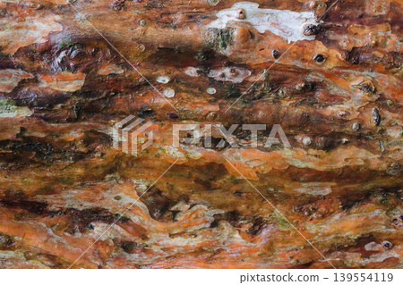 Wet Orange Peeling Tree Bark Close-Up Texture After Rain Taiwan Wet Orange Peeling Tree Bark Close-Up Texture After Rain Taiwan 139554119