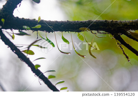 Epiphytic Fern Sprouting on Branch with Rain Droplets in Taiwan 139554120