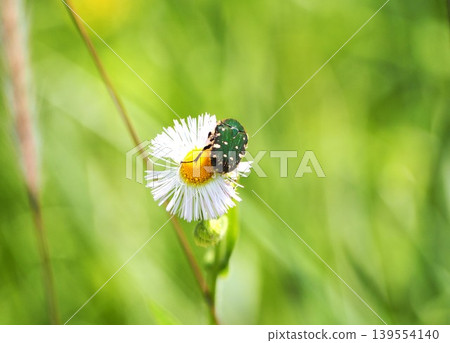 白花和昆蟲 白花和昆蟲 139554140