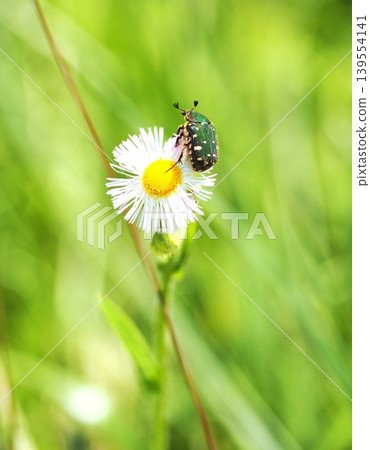 White flowers and insects White flowers and insects 139554141