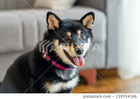 Close-up portrait of a black Shiba Inu dog with a pink collar sitting indoors. Close-up portrait of a black Shiba Inu dog with a pink collar sitting indoors. 139554166