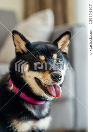Close-up portrait of a black Shiba Inu dog with a pink collar sitting indoors. Close-up portrait of a black Shiba Inu dog with a pink collar sitting indoors. 139554167
