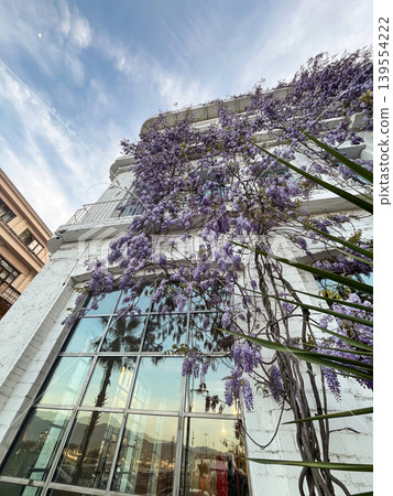 Blooming Wisteria on Building Facade Under Blue Sky Blooming Wisteria on Building Facade Under Blue Sky 139554222