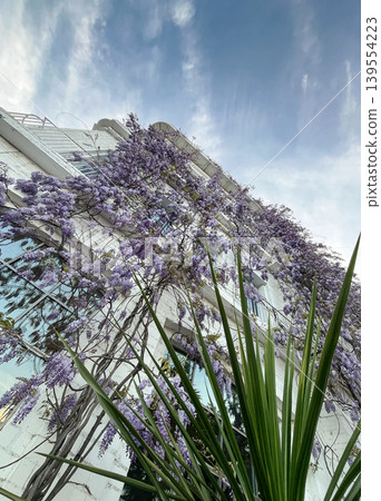Blooming Wisteria on Building Facade Under Blue Sky Blooming Wisteria on Building Facade Under Blue Sky 139554223