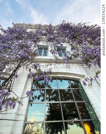 Blooming Wisteria on Building Facade Under Blue Sky Blooming Wisteria on Building Facade Under Blue Sky 139554224