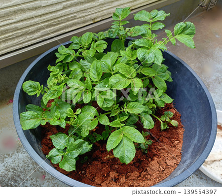 Potato leaves Potato leaves 139554397