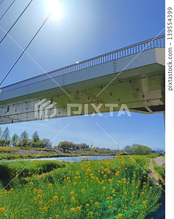 A bridge surrounded by rapeseed flowers and a blue sky. A bridge surrounded by rapeseed flowers and a blue sky. 139554399