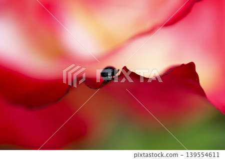 A tiny beetle on the edge of the petal A tiny beetle on the edge of the petal 139554611