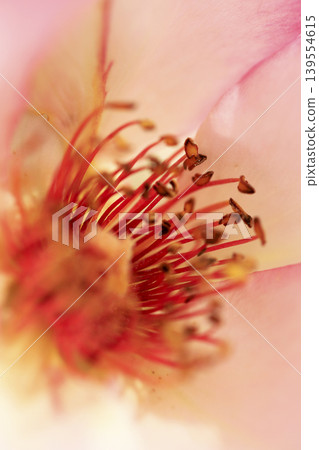 盛開的花朵中心特寫。 盛開的花朵中心特寫。 139554615