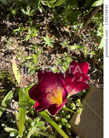 花園裡盛開的紅色小蒼蘭 花園裡盛開的紅色小蒼蘭 139554642