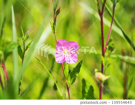 初夏的嬌嫩花朵 初夏的嬌嫩花朵 139554643