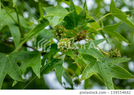 Sweetgum, liquidambar tree or copalm balsam with springtime foliage and seeds, altingiaceae Sweetgum, liquidambar tree or copalm balsam with springtime foliage and seeds, altingiaceae 139554682
