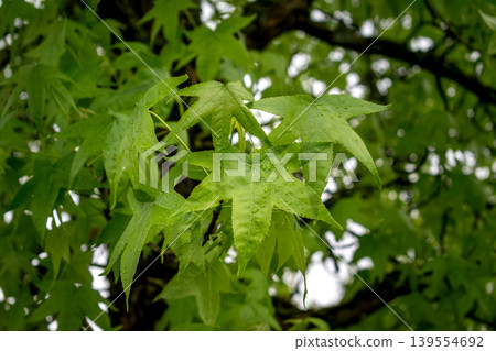 Sweetgum, liquidambar tree or copalm balsam with springtime foliage and seeds, altingiaceae Sweetgum, liquidambar tree or copalm balsam with springtime foliage and seeds, altingiaceae 139554692