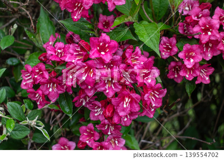 Weigela florida bristol ruby, flowers, caprifoliaceae Weigela florida bristol ruby, flowers, caprifoliaceae 139554702