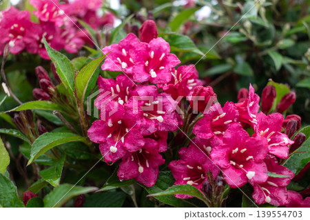 Weigela florida bristol ruby, flowers, caprifoliaceae Weigela florida bristol ruby, flowers, caprifoliaceae 139554703