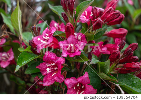 Weigela florida bristol ruby, flowers, caprifoliaceae Weigela florida bristol ruby, flowers, caprifoliaceae 139554704